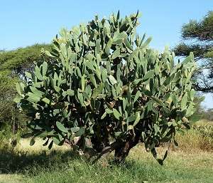 Opuntia Ficus Indica