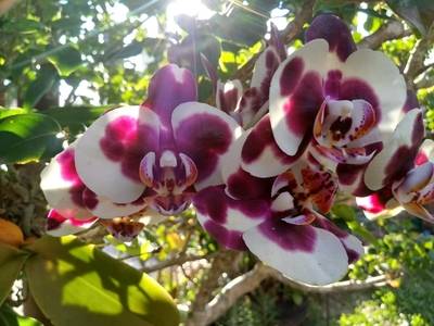 Orquideas de Varios Colores 15