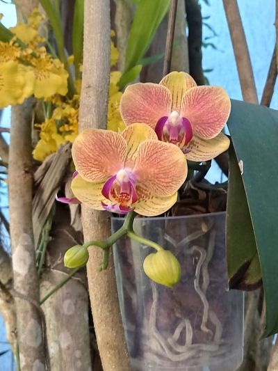 Orquideas de Varios Colores 18