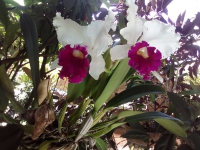 Orquideas de Varios Colores 24
