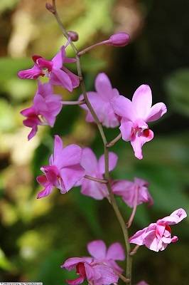 Phalaenopsis pulcherima