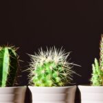Cómo Cuidar Cactus y Mini Cactus (7 Sencillos Pasos)