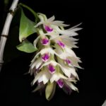 Dendrobium Amethystoglossum - Cómo Crecer en 7 Pasos