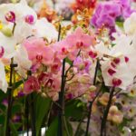 Tipos de Orquídeas: Cuantas Hay, Espécies y Curiosidades