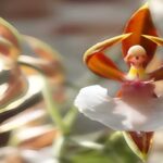 Orquídea Ballerina - Vea Sus Fotos, Curiosidades y Más