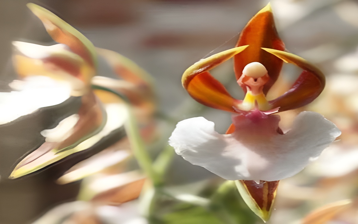 Orquídea Ballerina