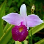 Orquídea Bambú (Arundina) - Cómo Cuidarla En 10 Pasos