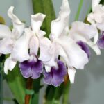 Orquídeas Del Amazonas – 12 Especies Muy Curiosas