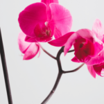 Vara Floral de Orquídeas: ¿Cortar o No Cortar? Vea Aquí