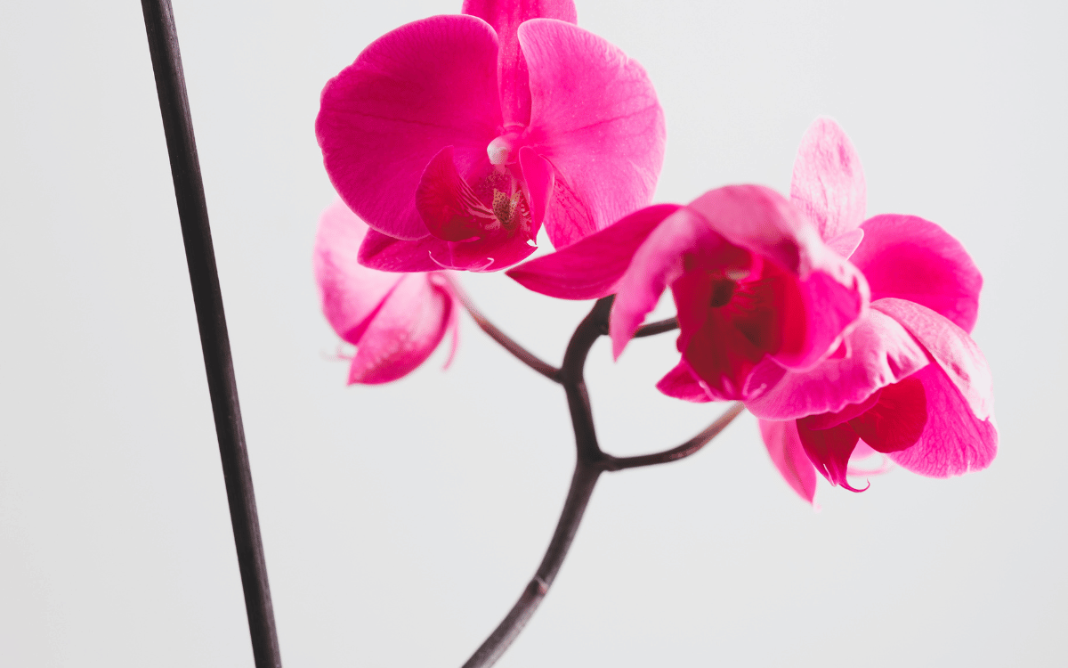 Vara Floral de Orquídeas