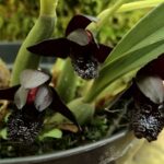 Orquídea Negra: Aprenda a Cuidarla y Vea Sus Fotos