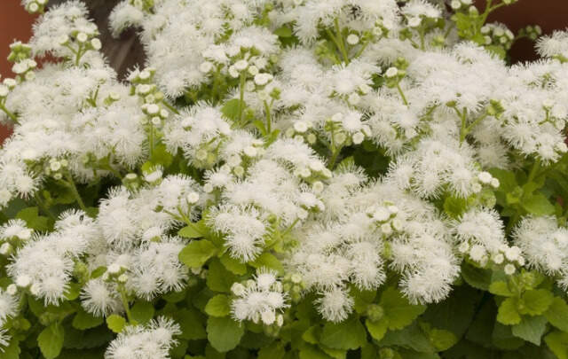 Ageratum houstonianum Hawaii White