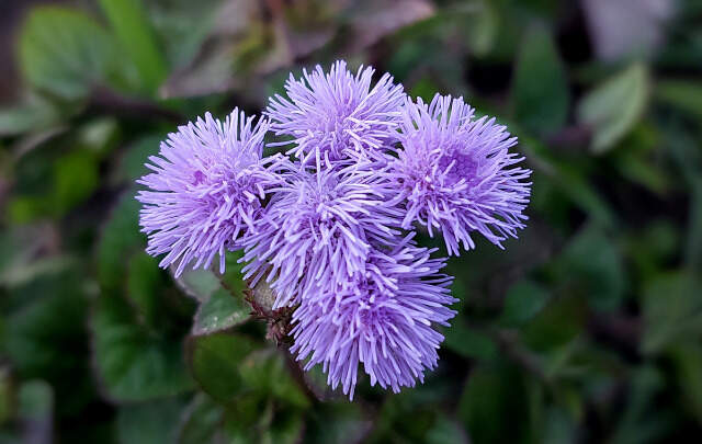 Ageratum