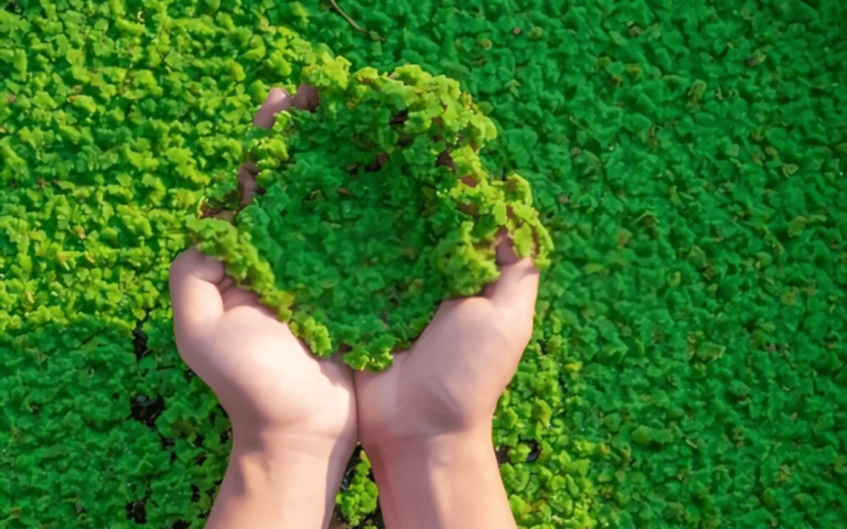 Impactos y Usos de Azolla en la Agricultura