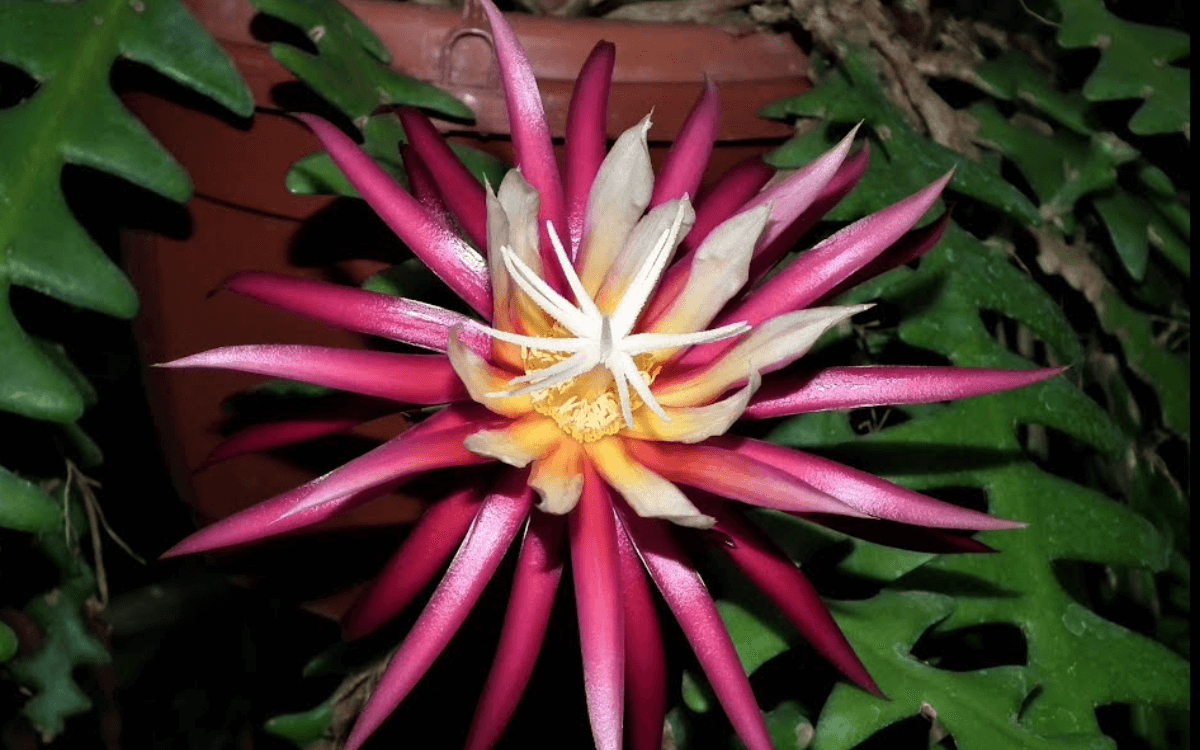 Cactus Reina de la Noche