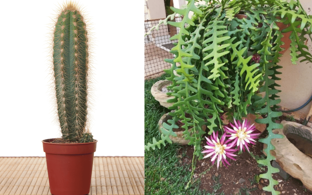 Comparacion de un cactus normal con el cactus reina de la noche