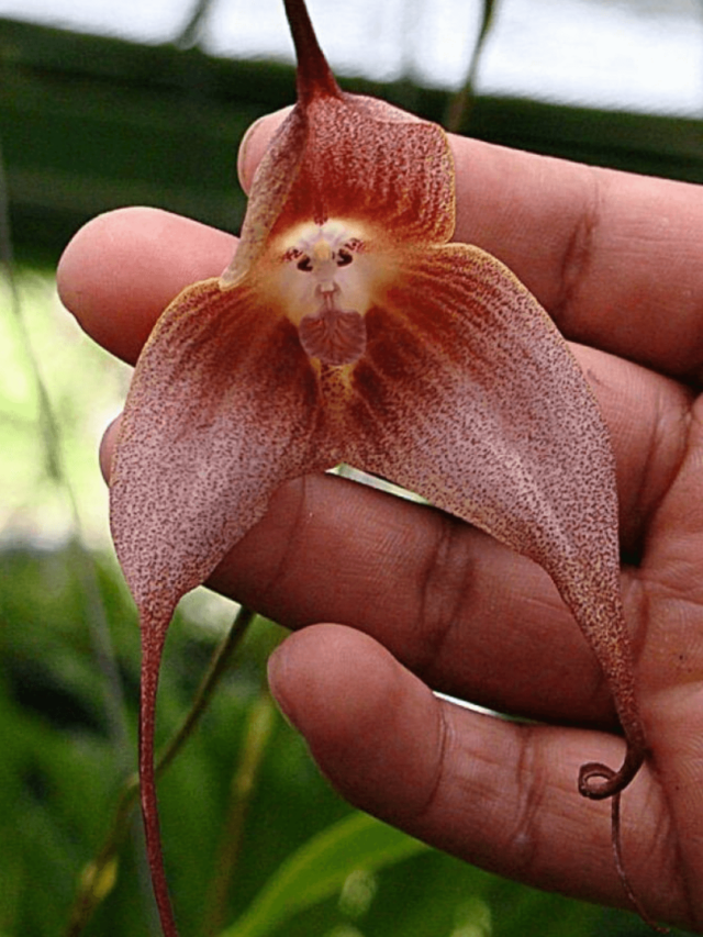 7 Orquídeas Raras Que Poca Gente Conoce