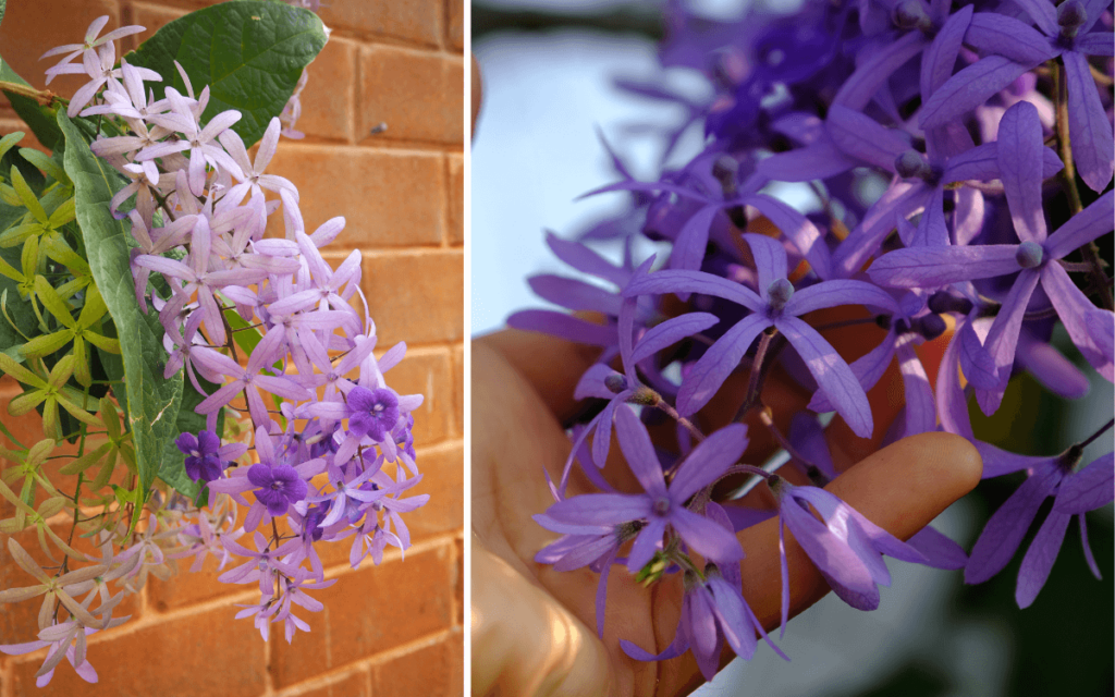 Bejuco de Ajo (Petrea volubilis): Características y Cuidados