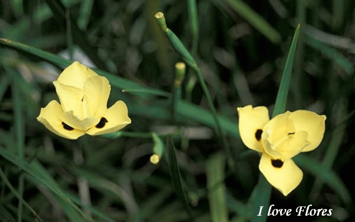 Dietes Iridoides con flores amarillas