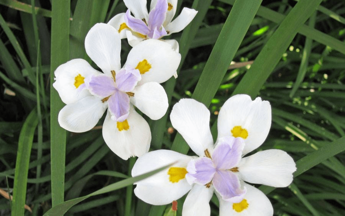 Dietes Iridoides con flores blancas