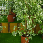 Ficus Benjamina - Características y Cuidados