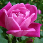 Rosa chinensis (Rosa de Castilla): Cómo Cuidar en 8 Pasos