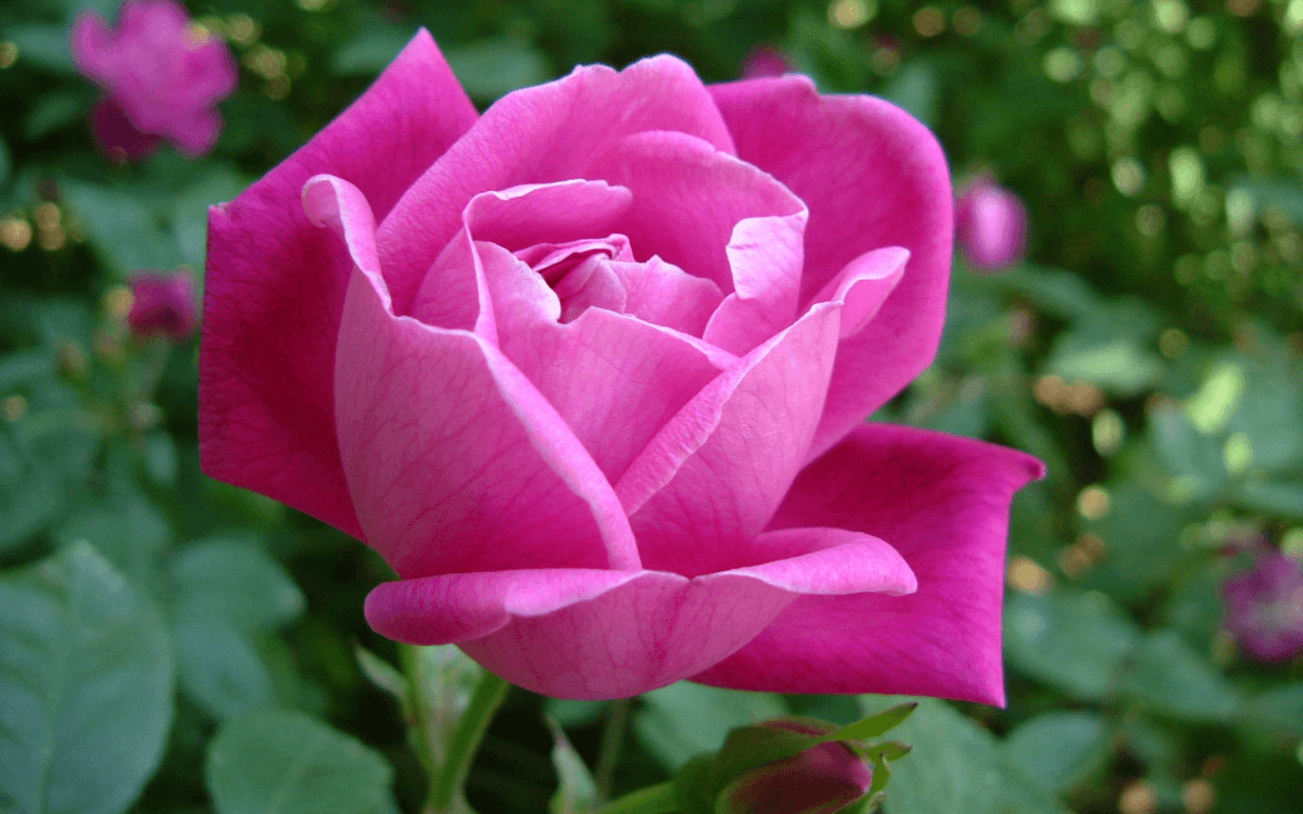 Rosa Chinensis con flor rosa