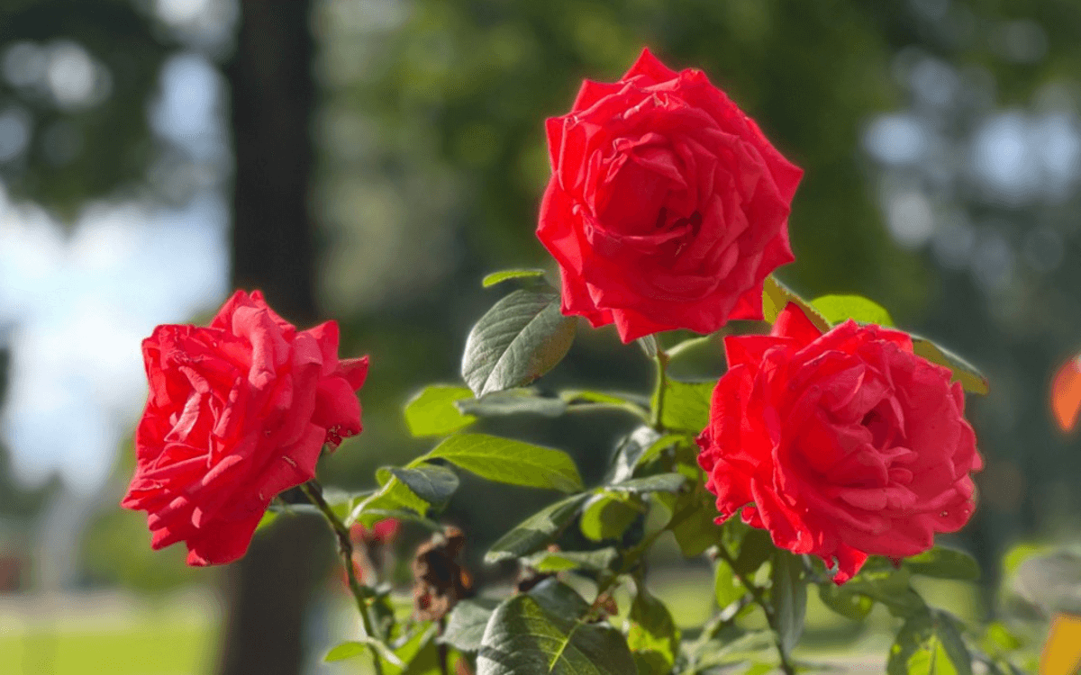 Rosa Chinensis con flores rojas