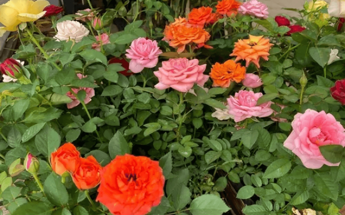 Rosa Chinensis en el jardin