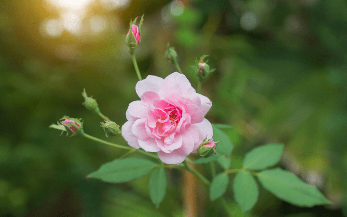 Rosa Chinensis