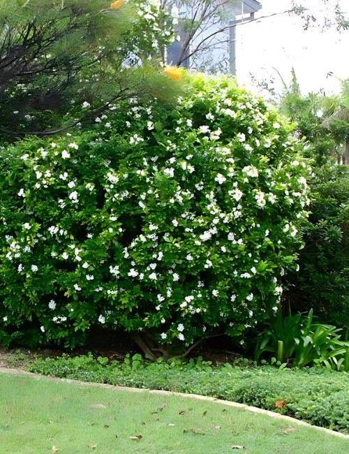 murraya paniculata en el jardin