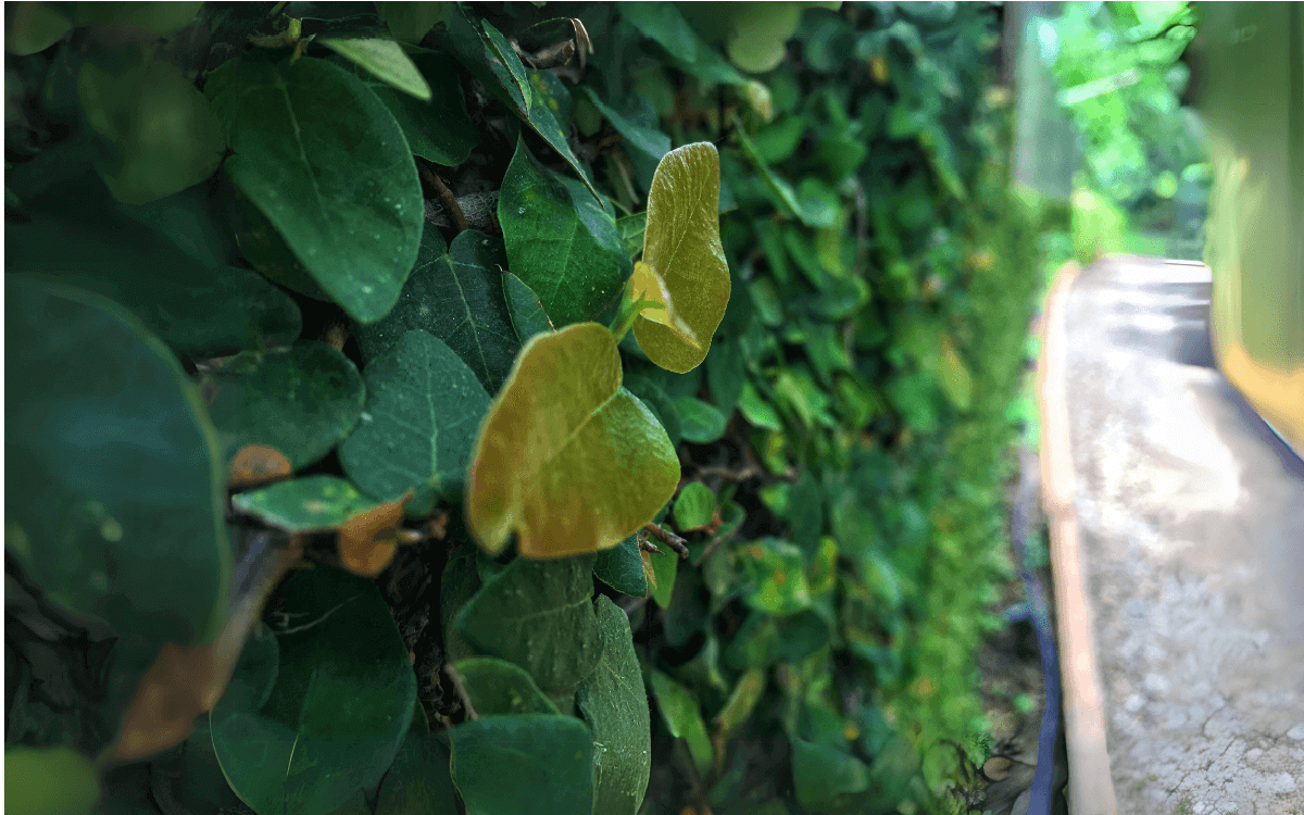 Ficus pumila – Higuera trepadora