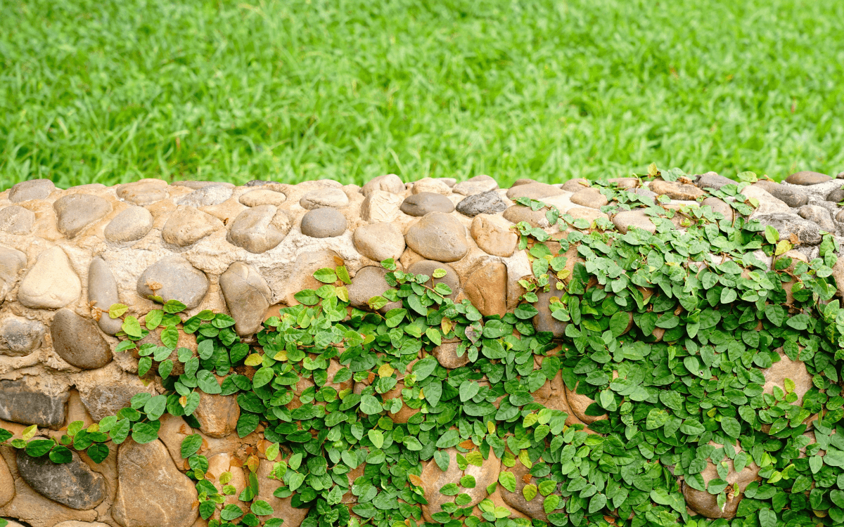 Ficus pumila apoyado en un muro de piedra