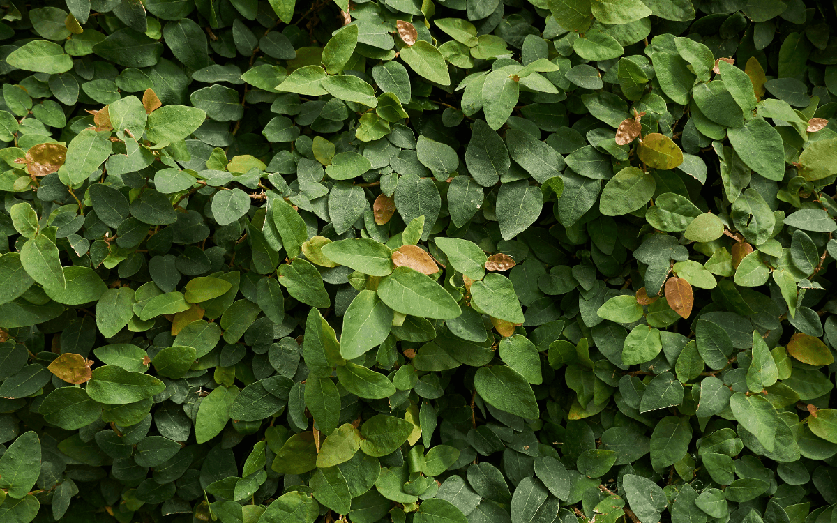 Ficus pumila hojas