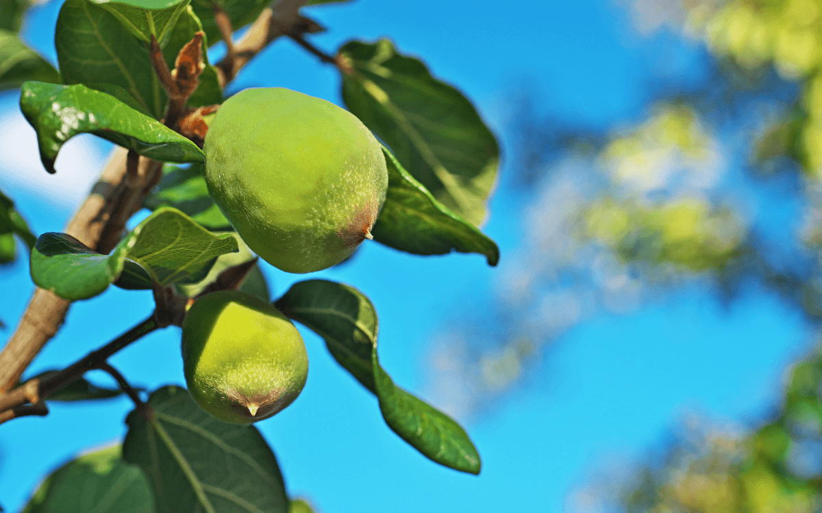 Fruta Ficus Pumila