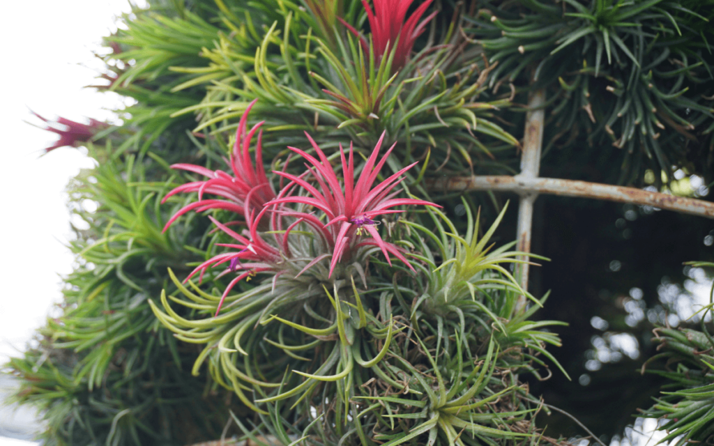 tillandsia-especies-y-cuidados-con-fotos