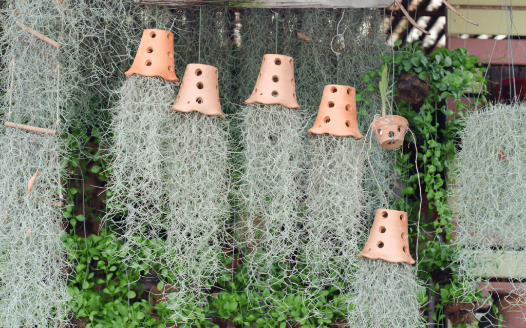 Tillandsie Balbisiana – Luftpflanze Ca. 20 Cm, Pflegeleicht, Ideal Zum Aufhängen Oder Befestigen