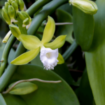 Orquídea Vainilla: Características y Cuidados (Con Fotos)