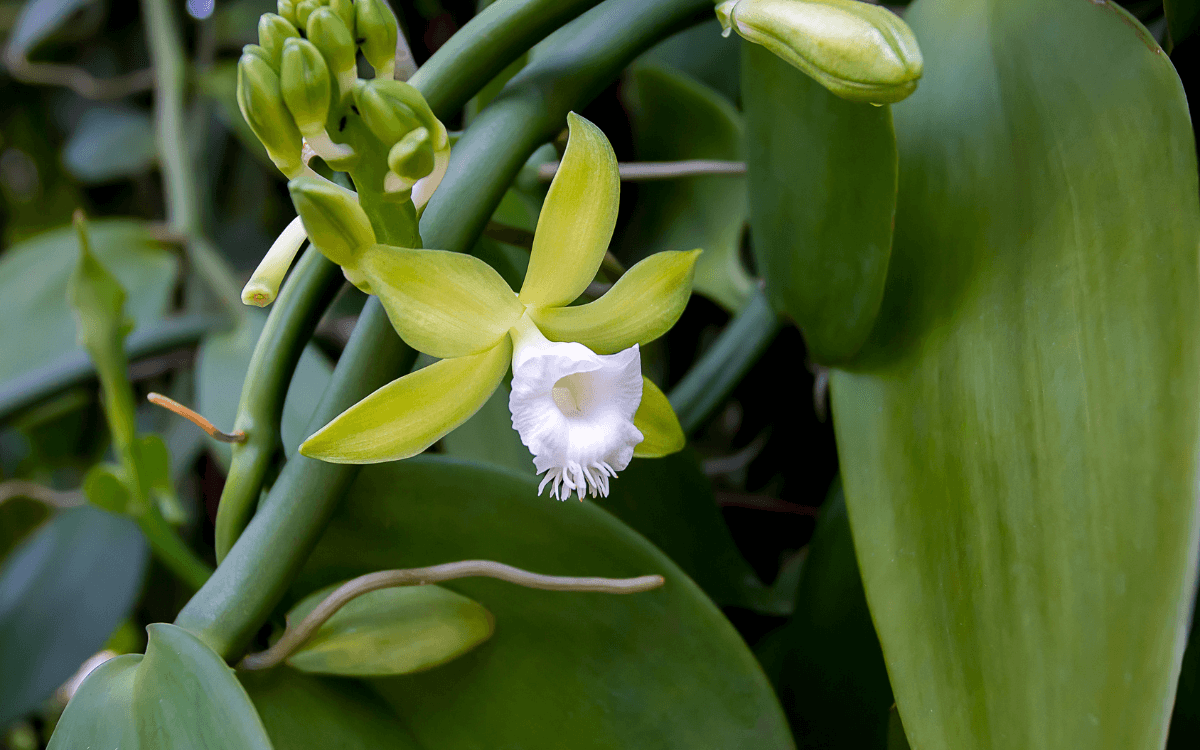orquídea vainilla