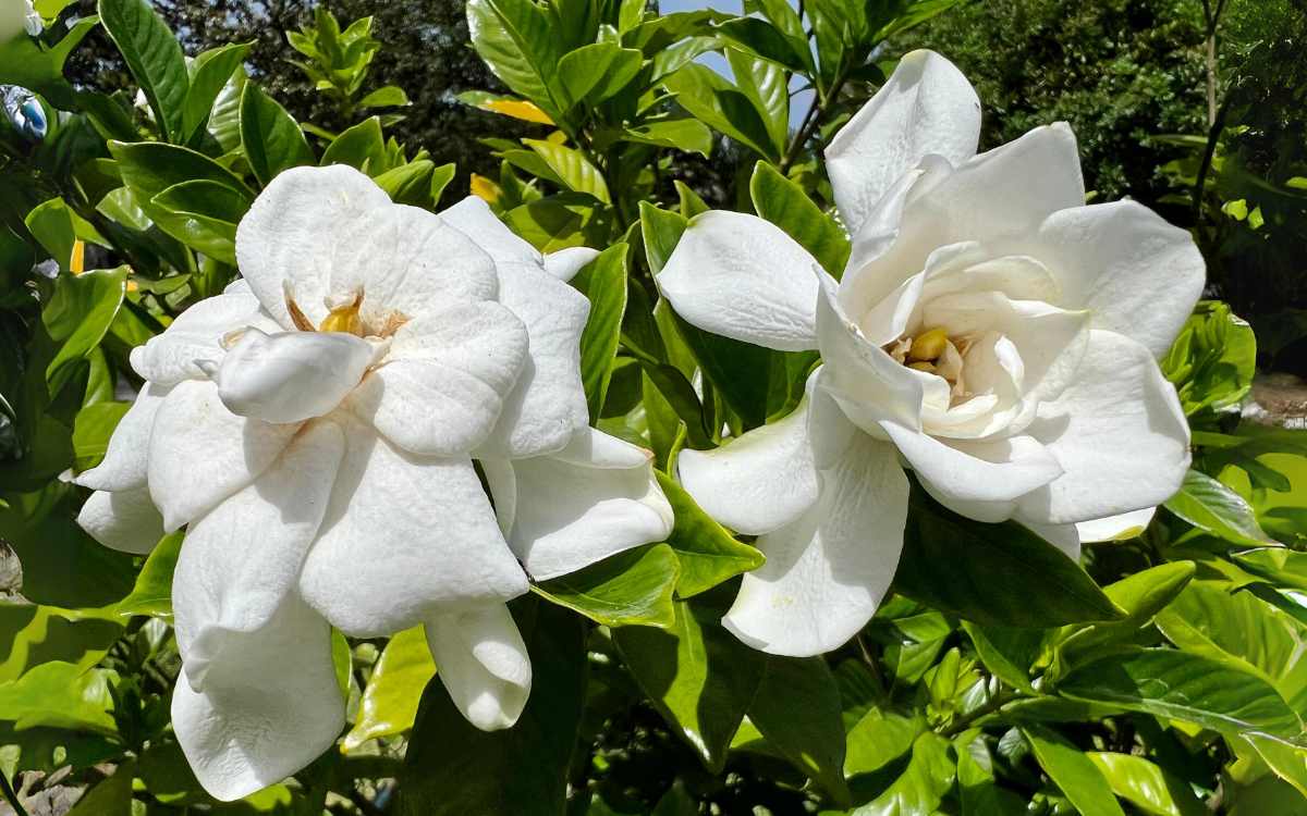 2 flores de gardenia blancas