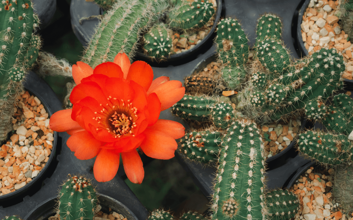 Cactus Cacahuete con flores