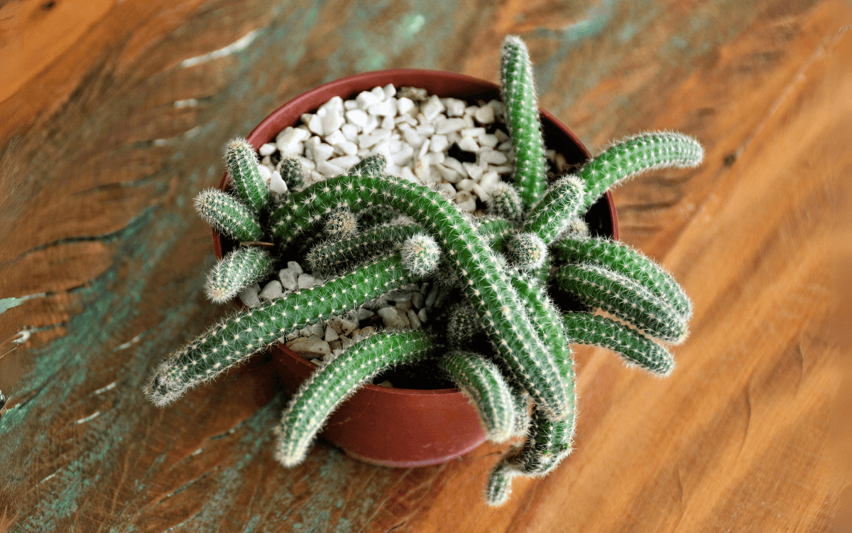 Cactus Cacahuete en el florero 02
