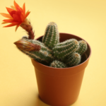 Cactus Cacahuete: Cuidados, Curiosidades y Fotos