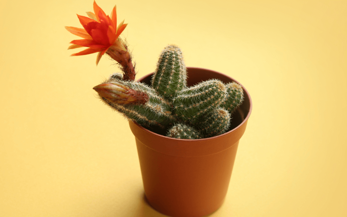 Cactus Cacahuete en en florero