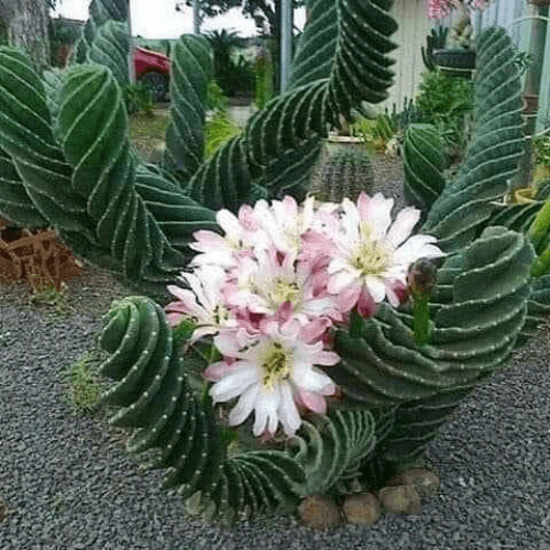 Cactus tornillo con flores