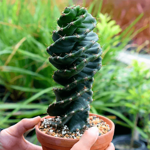 Cactus tornillo plantado en la maceta 02