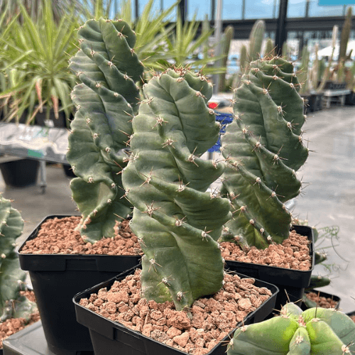 Cactus tornillo plantado en la maceta