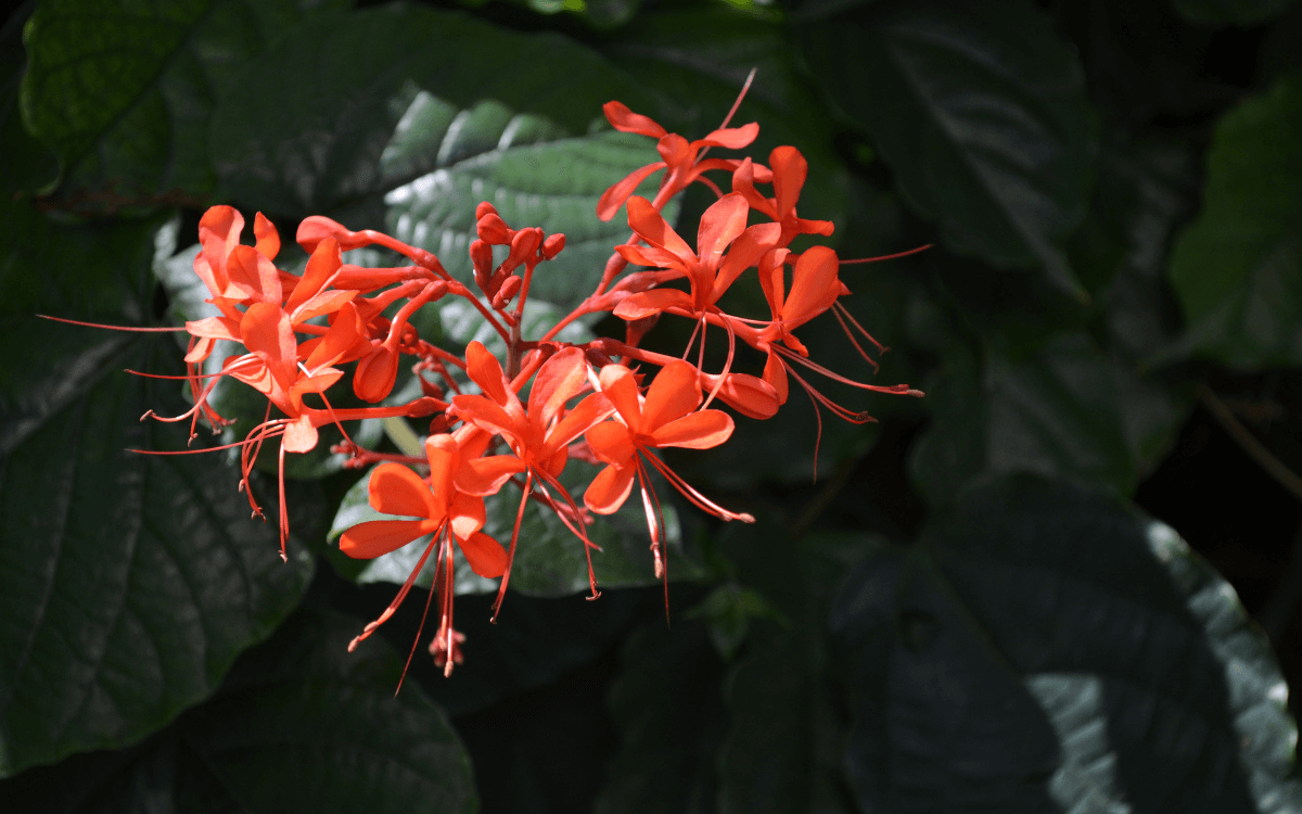 Clerodendrum splendens flores de color naranja