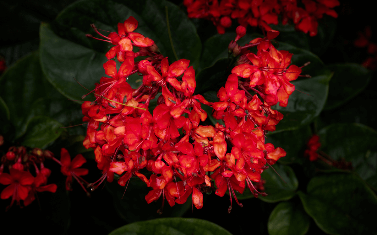Clerodendrum splendens flores