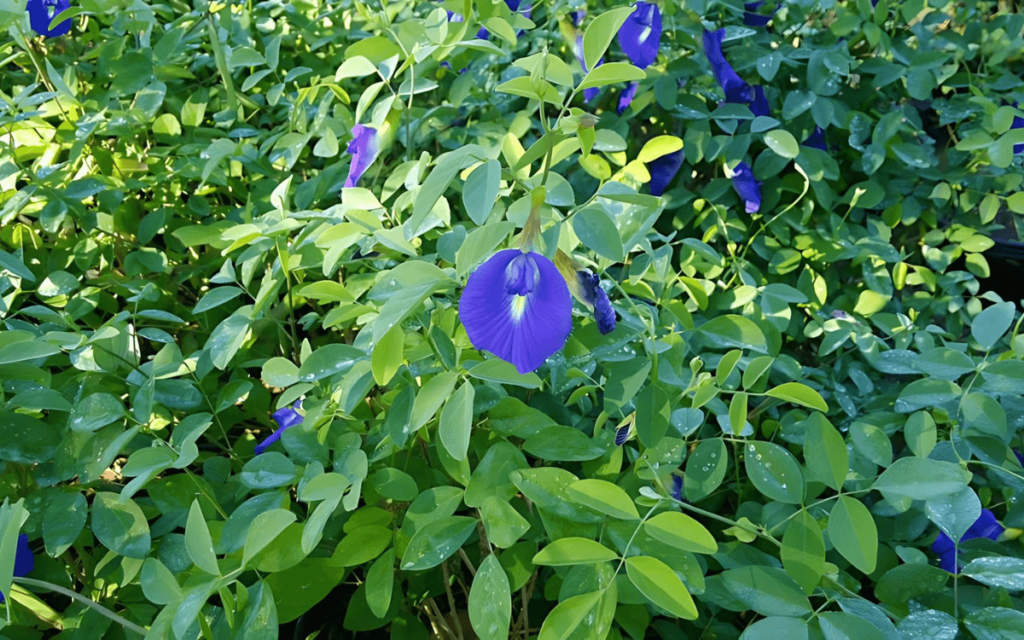 Clitoria Ternatea Conchita Azul Propiedades Y Cuidados